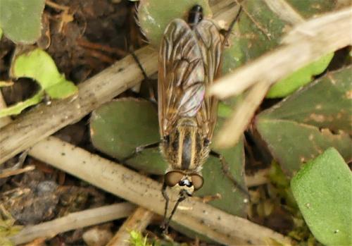 Thereva sp.